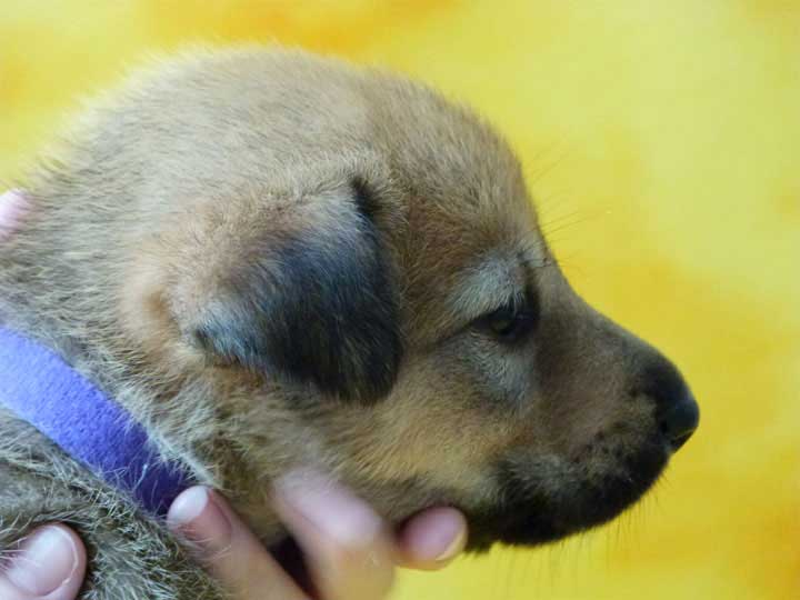 chinook puppy